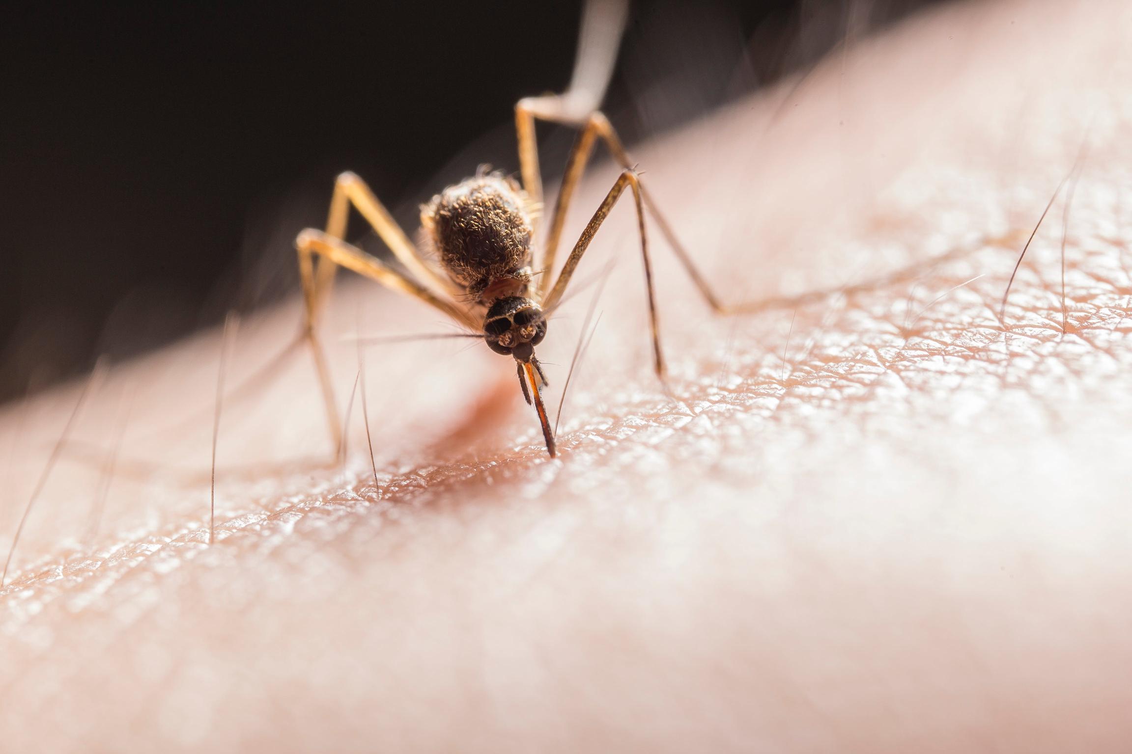 Metody zapobiegania chorobom i atakom szkodników w sadzie